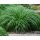 Carex oshimensis 'Greenwell' - ostrica ošimenská  'Greenwell'