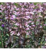 Penstemon digitalis 'Dark Towers' - dráčik náprstníkový 'Dark Towers'