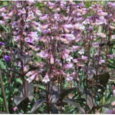 Penstemon digitalis 'Dark Towers' - dráčik náprstníkový 'Dark Towers'