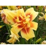Hemerocallis 'Double Happines' - ľaliovka 'Double Happines'
