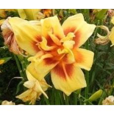 Hemerocallis 'Double Happines' - ľaliovka 'Double Happines'