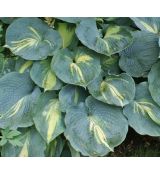 Hosta 'Dream Queen' - funkia 'Dream Queen'