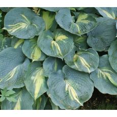 Hosta 'Dream Queen' - funkia 'Dream Queen'