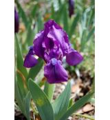 Iris × barbata-nana - kosatec bradatý- nízky