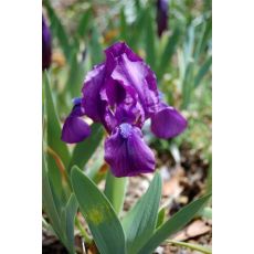 Iris × barbata-nana - kosatec bradatý- nízky