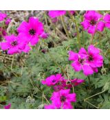 Geranium cinereum 'Signal' - pakost sivý 'Signal'