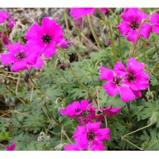 Geranium cinereum 'Signal' - pakost sivý 'Signal'
