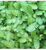 Leptinella dioica (syn. Cotula dioica)