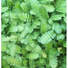 Leptinella dioica (syn. Cotula dioica)