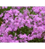 Phlox glaberrima ssp. triflora 'Bill Baker' - flox 'Bill Baker'