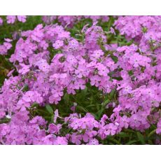 Phlox glaberrima ssp. triflora 'Bill Baker' - flox 'Bill Baker'