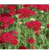 Achillea millefolium 'Red Velvet' - rebríček obyčajný 'Red Velvet'