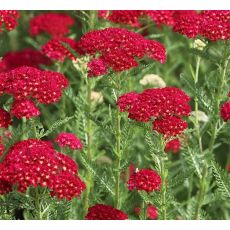 Achillea millefolium 'Red Velvet' - rebríček obyčajný 'Red Velvet'
