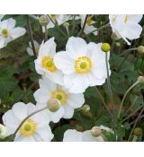 Anemone hupehensis 'Andrea Atkinson' - veternica hupehenská (japonská) 'Andrea Atkinson'
