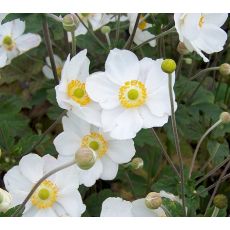 Anemone hupehensis 'Andrea Atkinson' - veternica hupehenská (japonská) 'Andrea Atkinson'