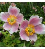 Anemone hupehensis 'September Charm' -  veternica hupehenská (japonská) 'September Charm''