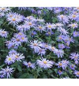 Aster × frikartii 'Mönch' - astra Frikartova 'Mönch'