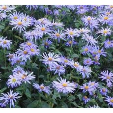 Aster × frikartii 'Mönch' - astra Frikartova 'Mönch'