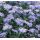Aster × frikartii 'Mönch' - astra Frikartova 'Mönch'