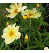Coreopsis grandiflora 'Full Moon' - kráska veľkokvetá 'Full Moon'