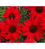 Echinacea × hybrida 'Pearl Red' - echinacea 'Pearl Red'