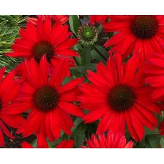 Echinacea × hybrida 'Pearl Red' - echinacea 'Pearl Red'