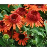 Echinacea × hybrida 'Carrot Cake' - echinacea 'Carrot Cake'