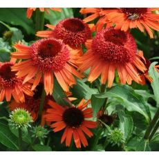 Echinacea × hybrida 'Carrot Cake' - echinacea 'Carrot Cake'