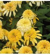 Echinacea × hybrida 'Lemon Drop' - echinacea 'Lemon Drop'