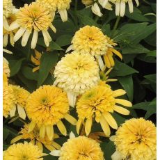 Echinacea × hybrida 'Lemon Drop' - echinacea 'Lemon Drop'