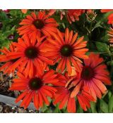 Echinacea × hybrida 'Hot Lava' - echinacea 'Hot Lava'