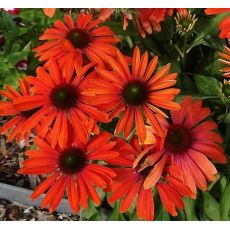 Echinacea × hybrida 'Hot Lava' - echinacea 'Hot Lava'