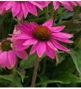 Echinacea × hybrida 'JS Roho' - echinacea 'JS Roho'