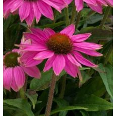 Echinacea × hybrida 'JS Roho' - echinacea 'JS Roho'