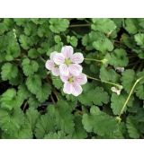 Erodium reichardii 'Album' - bocianik 'Album'