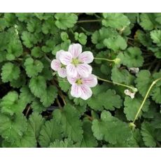Erodium reichardii 'Album' - bocianik 'Album'