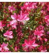 Gaura lindheimeri 'Tutti Frutti' - gaura lindheimerova 'Tutti Frutti'