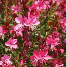 Gaura lindheimeri 'Tutti Frutti' - gaura lindheimerova 'Tutti Frutti'