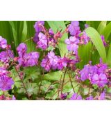 Geranium × cantabrigiense 'Karmina' - pakost kantábrijský 'Karmina'