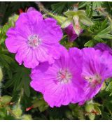 Geranium sanguineum 'Max Frei' - pakost krvavý 'Max Frei'