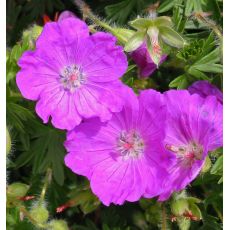 Geranium sanguineum 'Max Frei' - pakost krvavý 'Max Frei'