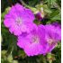 Geranium sanguineum 'Max Frei' - pakost krvavý 'Max Frei'