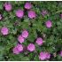 Geranium sanguineum 'Max Frei' - pakost krvavý 'Max Frei'