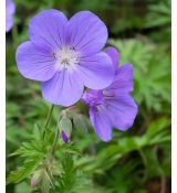 Geranium × hybridum 'Brookside' - pakost 'Brookside'