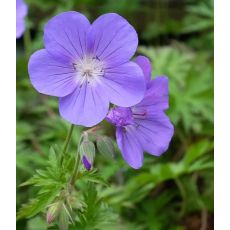 Geranium × hybridum 'Brookside' - pakost 'Brookside'