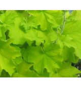 Heuchera × hybrida 'World Caffé Romano'