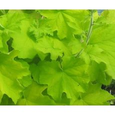 Heuchera × hybrida 'World Caffé Romano'