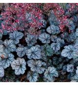 Heuchera × hybrida 'Glitter'
