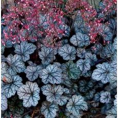 Heuchera × hybrida 'Glitter'