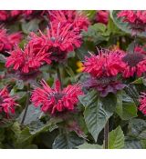 Monarda 'Bee-Happy' - monarda 'Bee-Happy'
